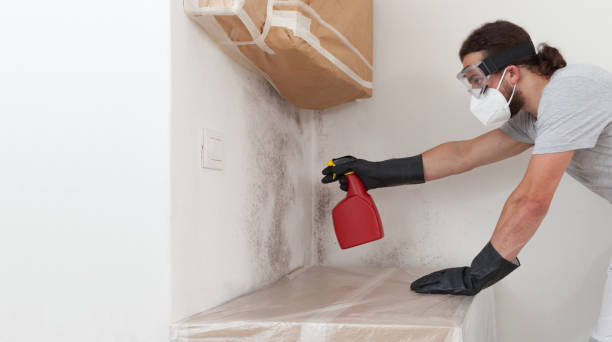 Professional Black Mold Removal technician working in Auburn, IL