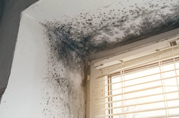 Trusted Commercial Mold Remediation service in Auburn, IL - Cheap Mold Removal